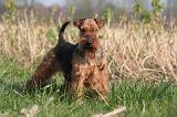 WELSH TERRIER 100
